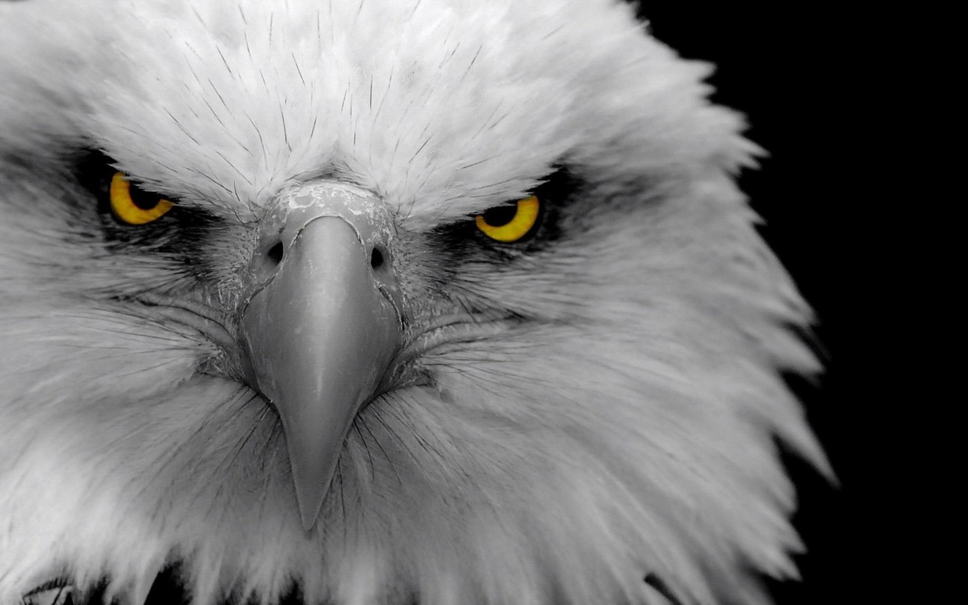 Eagle - HD Wallpaper 