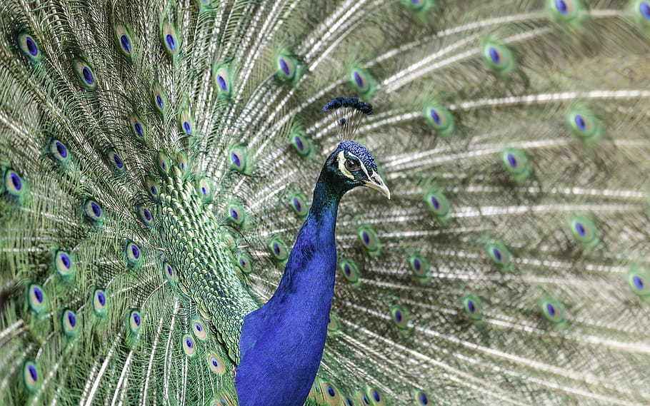 Peacock, Spreading, Tail Feathers, Animal, Animal Photography, - Pet Peacock - HD Wallpaper 