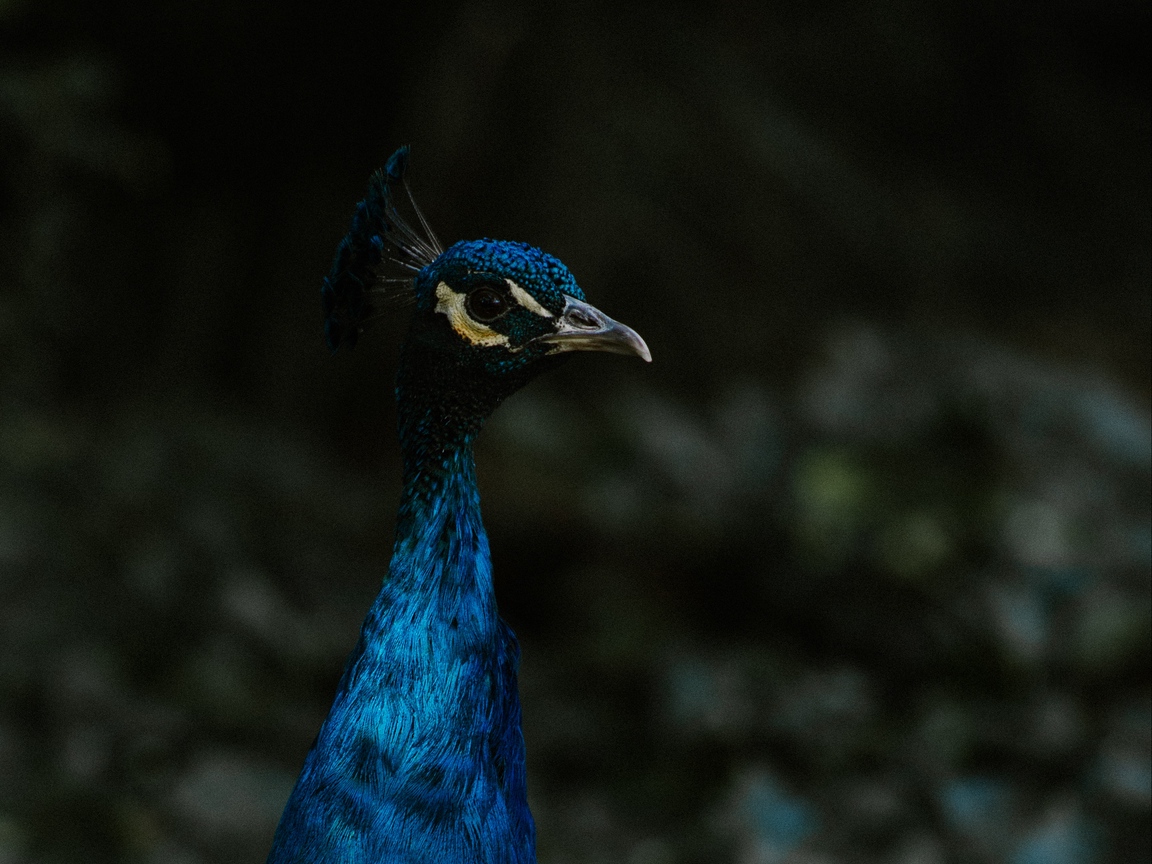 Wallpaper Peacock, Bird, Feathers, Color - Iphone Peacock Wings Hd - HD Wallpaper 