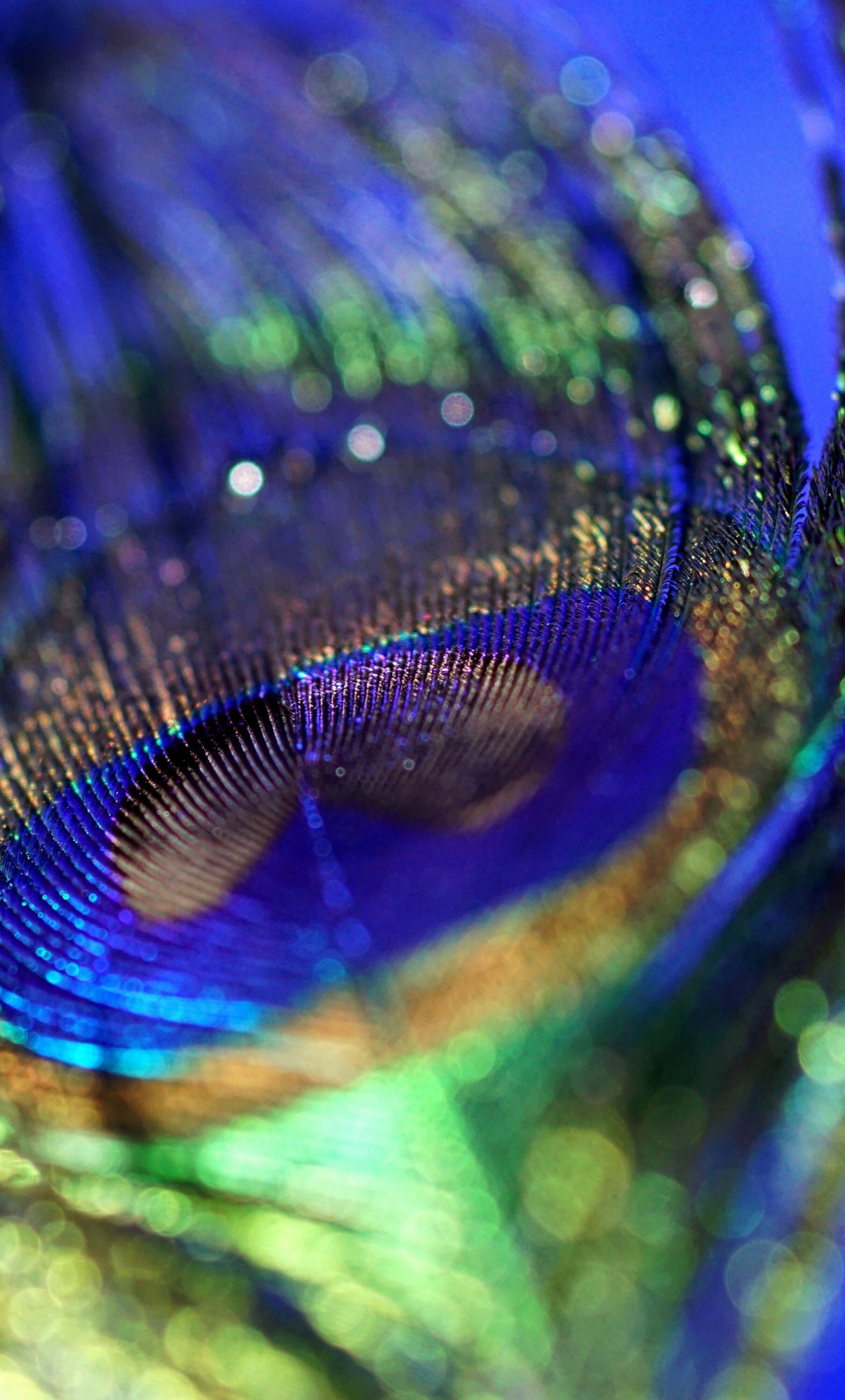 Peacock, Plumage, Feather, Colorful, Close Up, Bokeh, - Peacock Feather  Wallpaper Hd For Mobile - 1280x2120 Wallpaper 