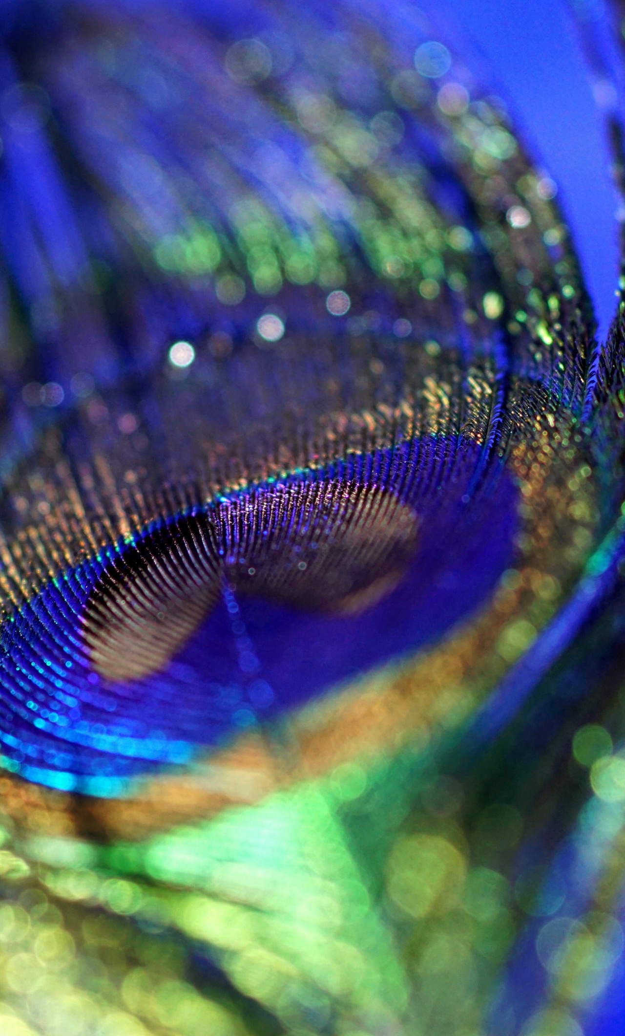 Peacock, Plumage, Feather, Colorful, Close Up, Bokeh, - Peacock Feather Wallpaper Hd For Mobile - HD Wallpaper 