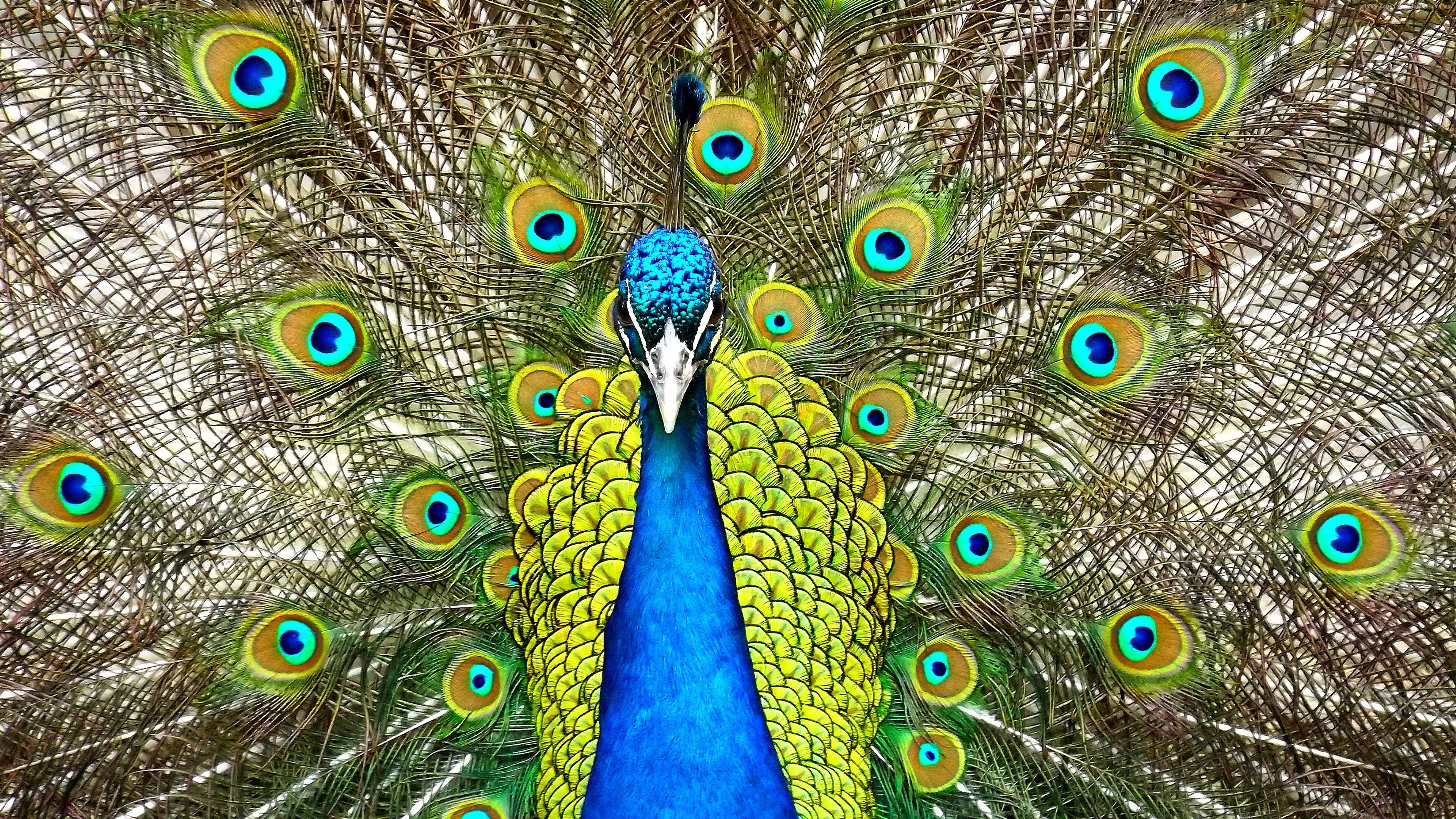 Peacock9365215467 - Peacock - HD Wallpaper 