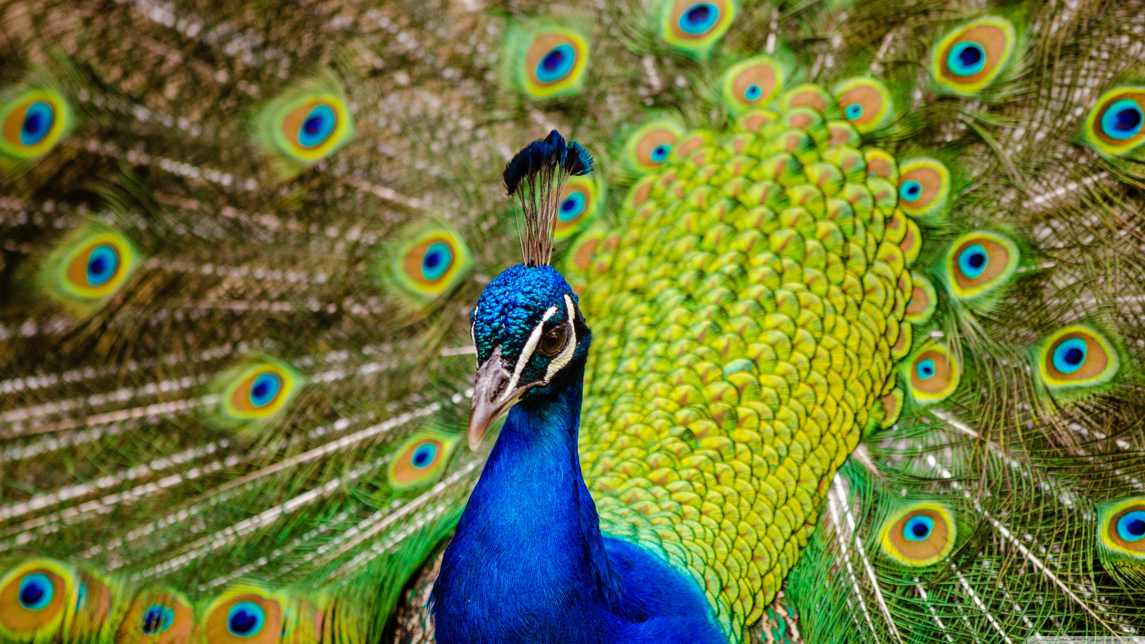 Ultra Hd Peacock Images Hd - HD Wallpaper 