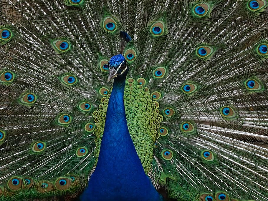 Close-up Photo Of Peacock, Feather, Bird, Peacock Feathers, - Peafowl - HD Wallpaper 