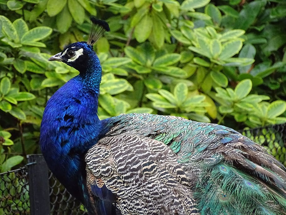 Peacock, Bird, Feather, Animal Themes, Vertebrate, - Peafowl - HD Wallpaper 