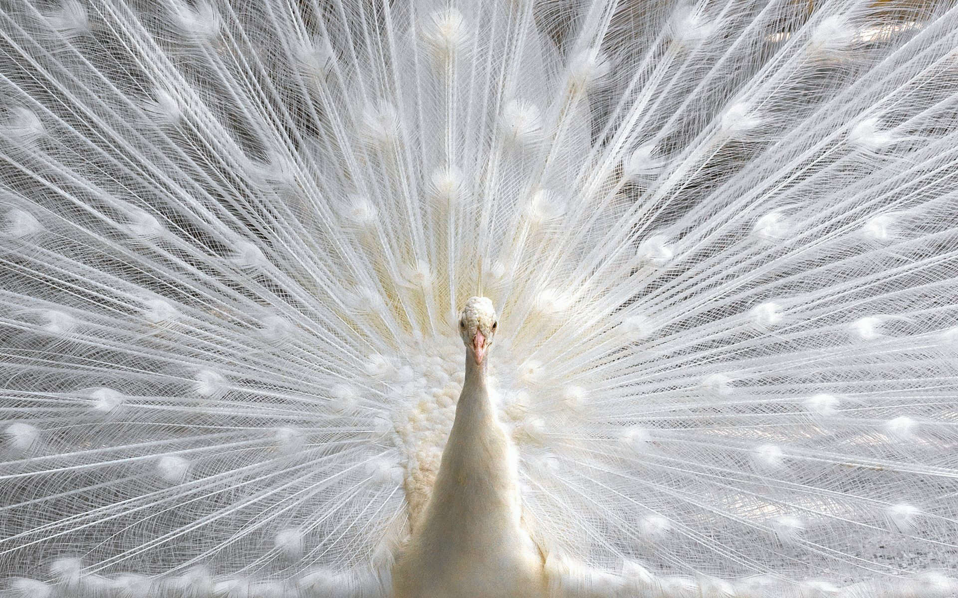White Peacock Hd Wallpaper Most Beautiful Peacock Hd White Peacock