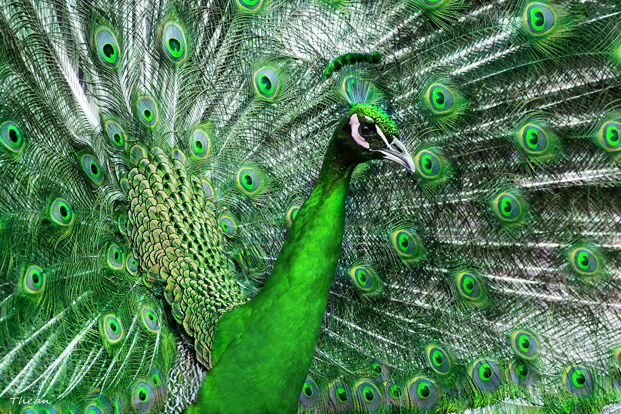 Green Peacock - 1280x853 Wallpaper 