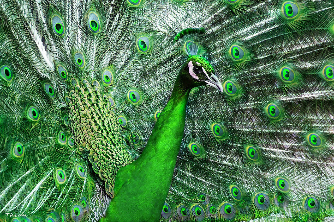 Green Peacock - HD Wallpaper 