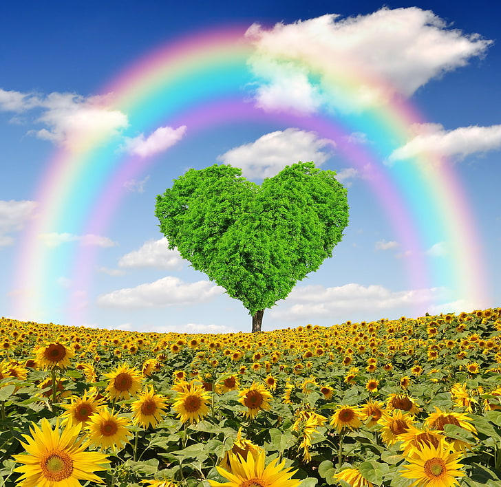 Green Heart Tree On Sunflower Field, Sunflowers, Spring, - Sunflower With Rainbow - HD Wallpaper 