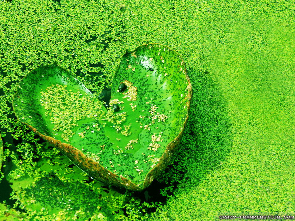 River Love Nature Backgrounds - Hd Nature Background Images Love - HD Wallpaper 