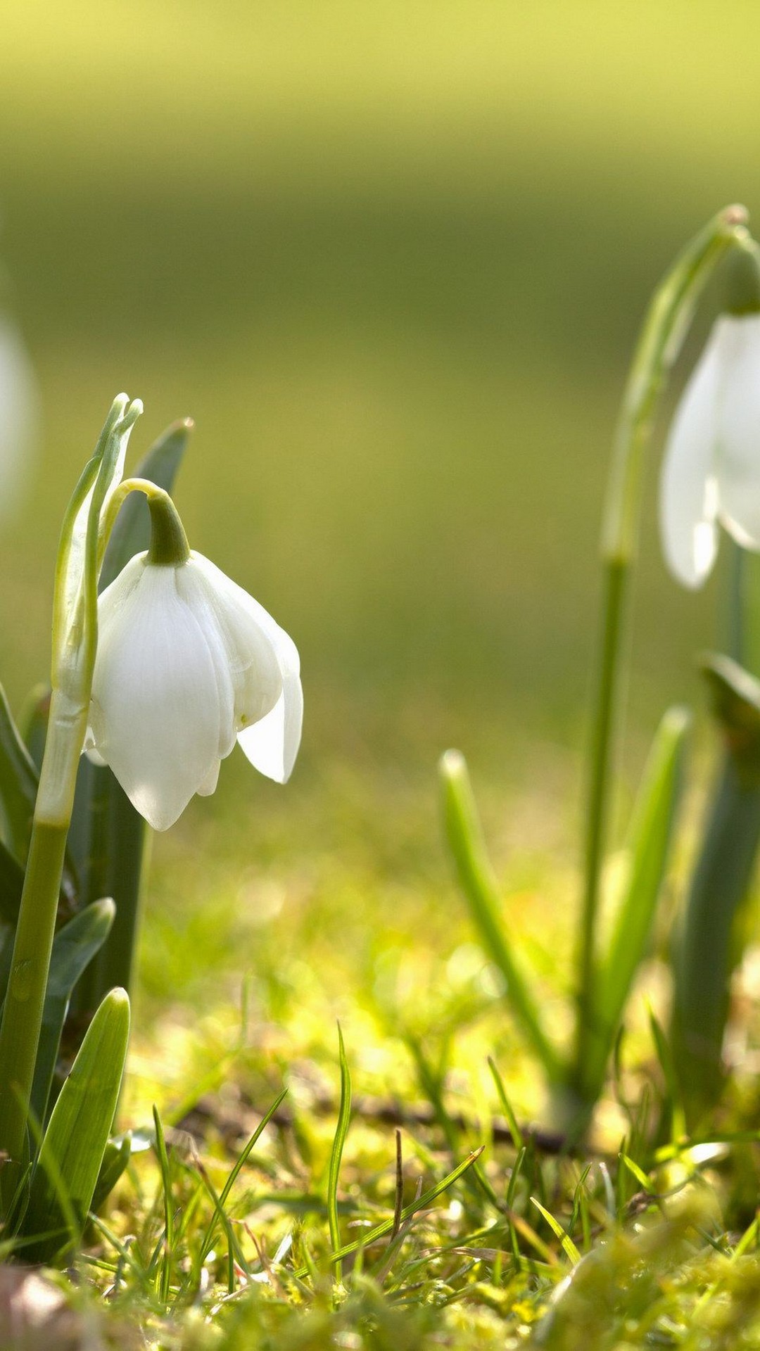 Snowdrop - HD Wallpaper 