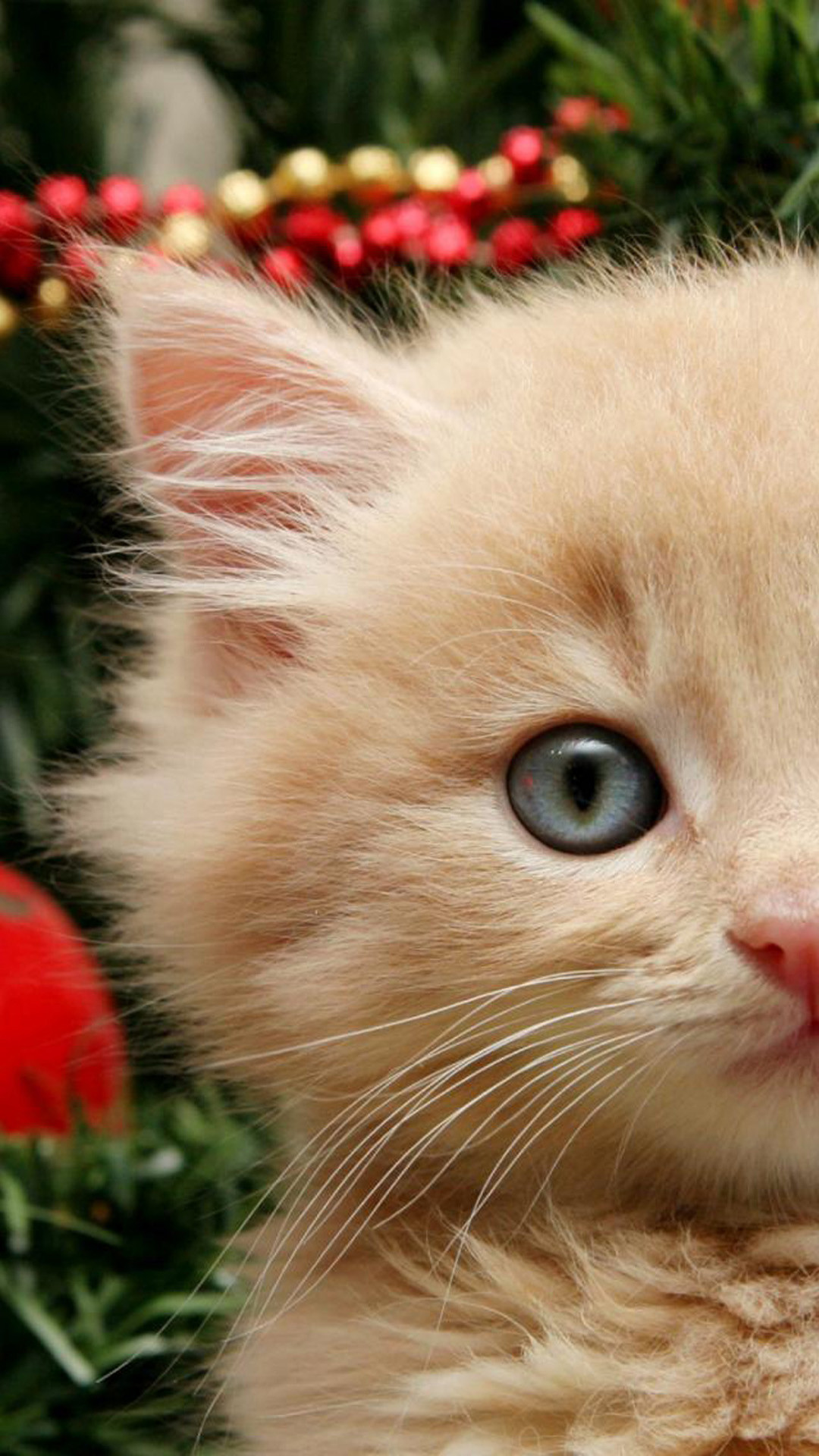 Funny Christmas Cat Hd Wallpaper Iphone - Christmas Cat Iphone Backgrounds - HD Wallpaper 