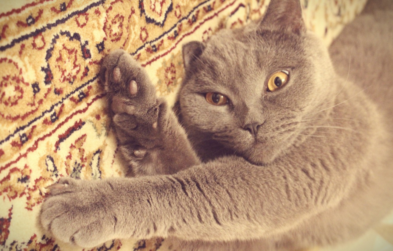 Photo Wallpaper Cat, Grey, Kitty, British, Play - Domestic Short-haired Cat - HD Wallpaper 