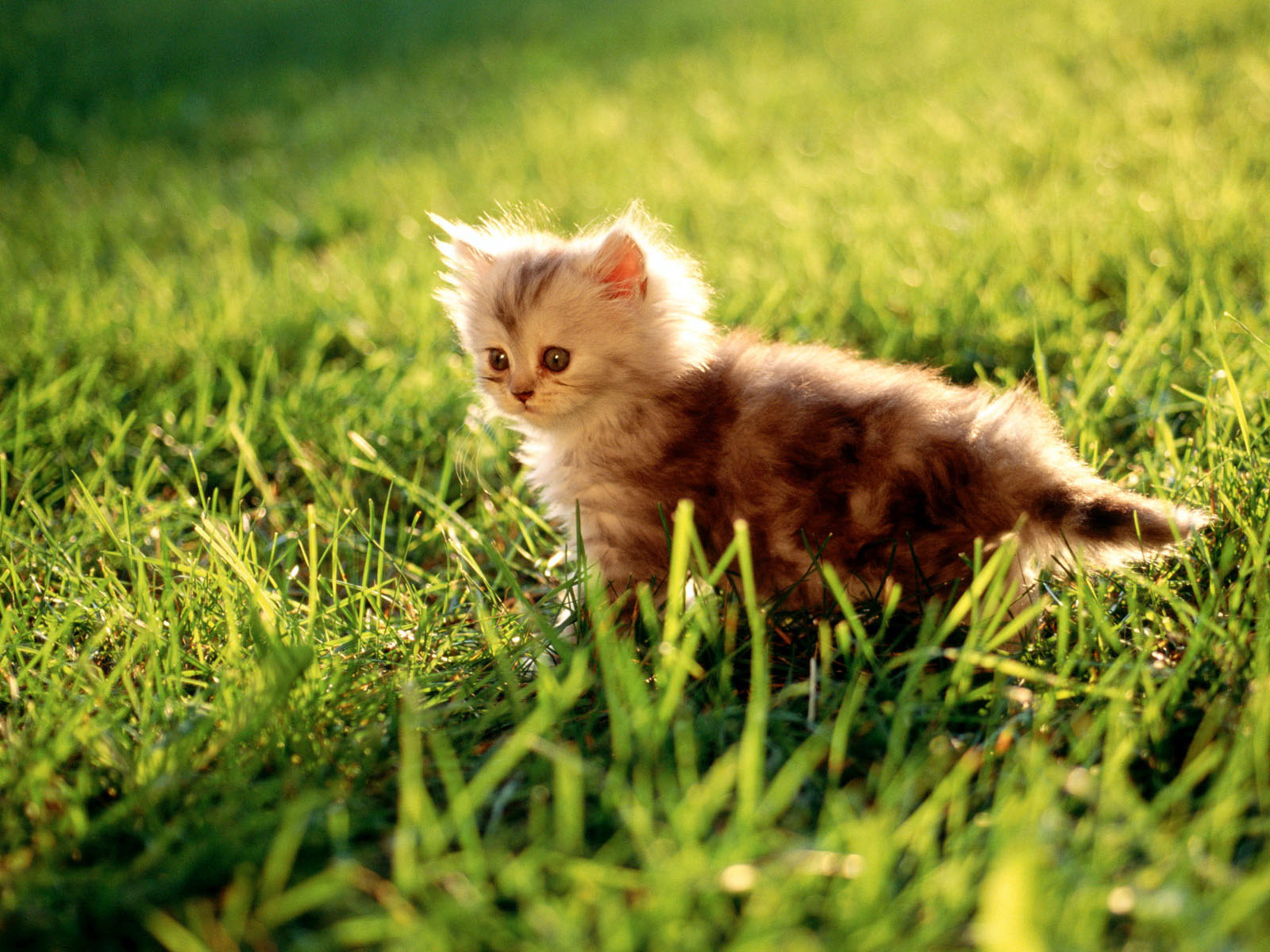 Cute Kitten In The Grass Wallpaper Wp2003783 - Slike Za Ozadje Živali - HD Wallpaper 