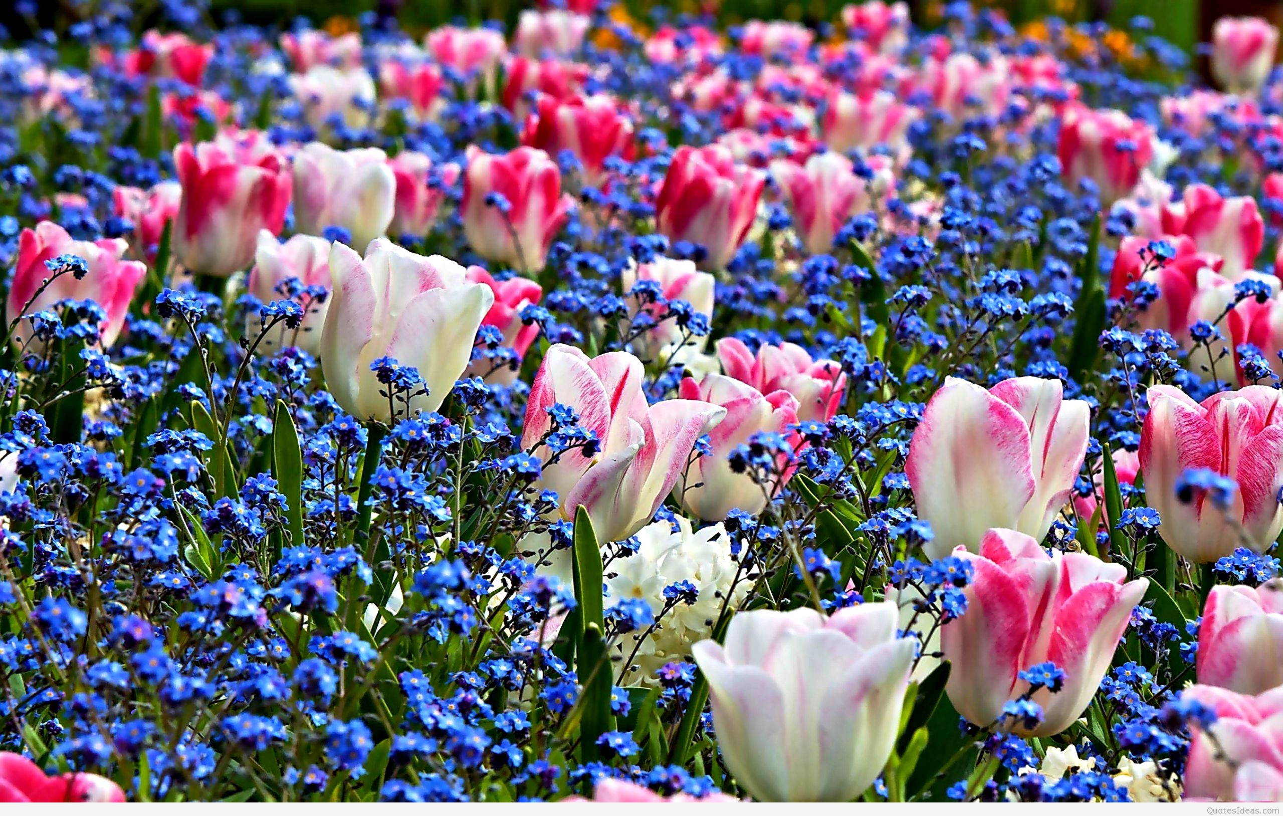 Spring Flower Desktop Background - HD Wallpaper 