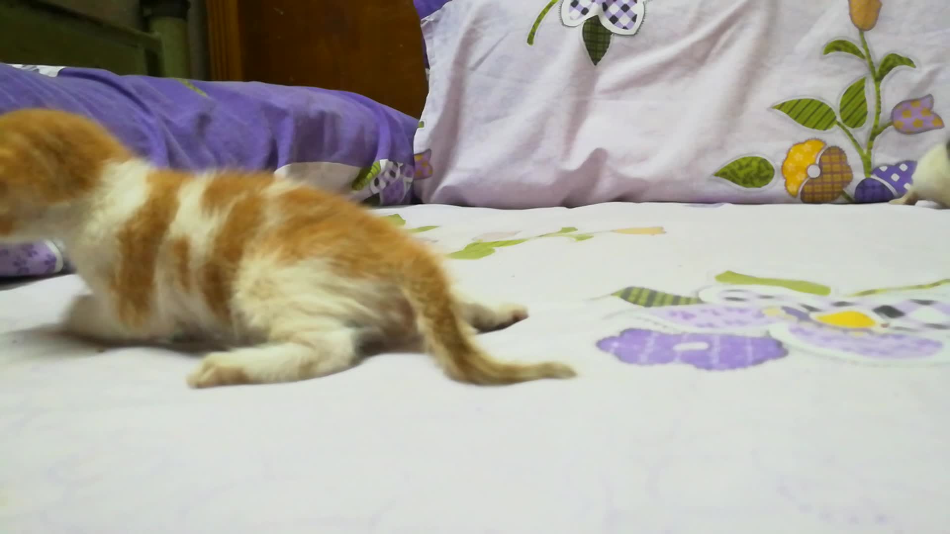 Domestic Short-haired Cat - HD Wallpaper 