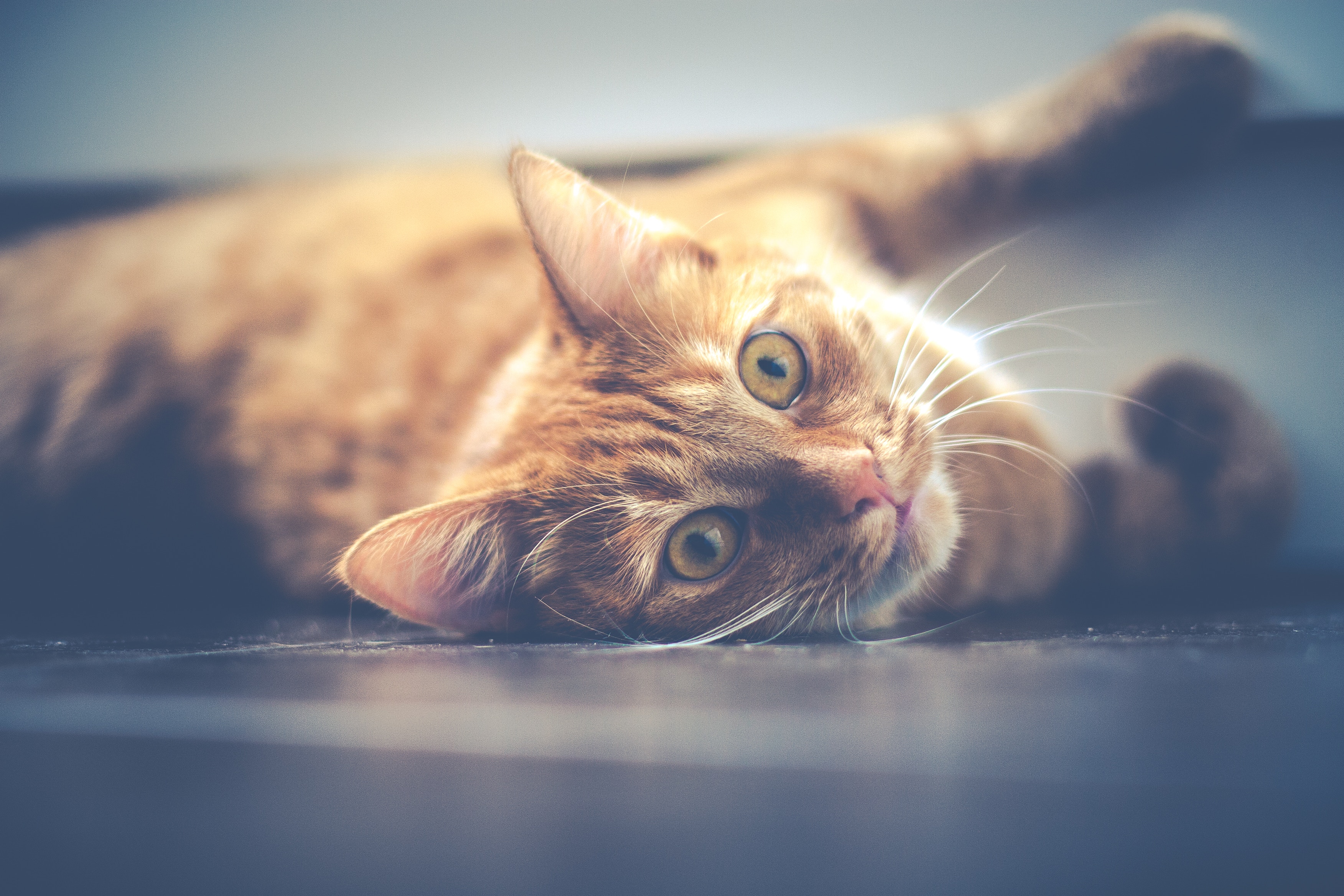 Ginger Cats Photoshoot - HD Wallpaper 