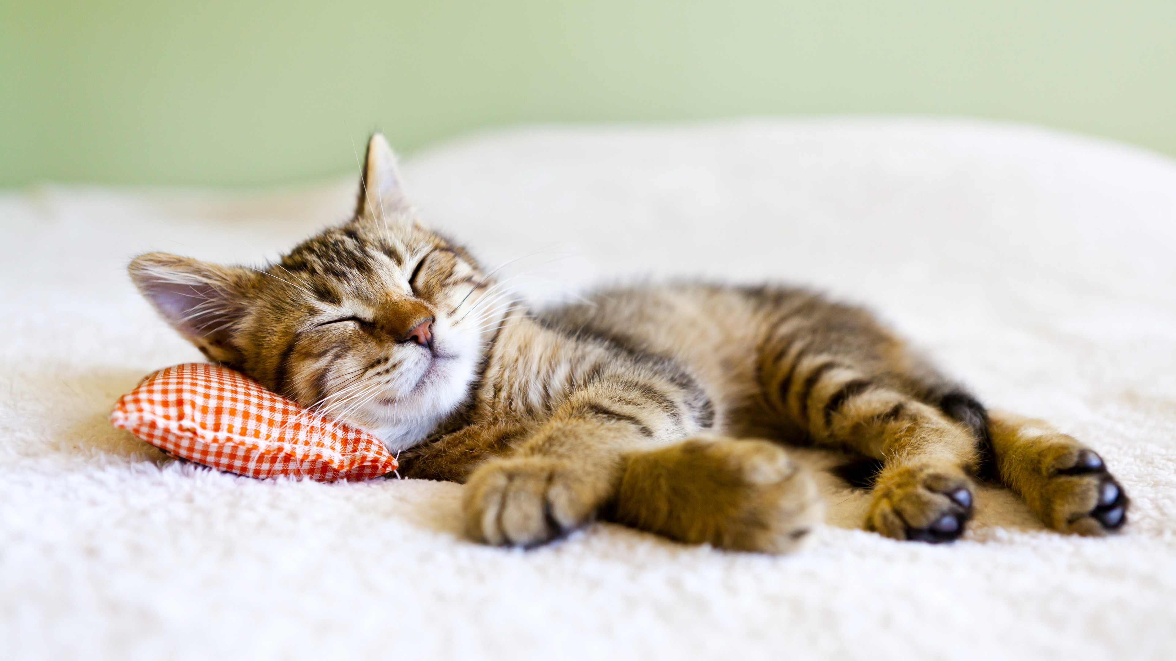 Cat Taking A Nap - HD Wallpaper 