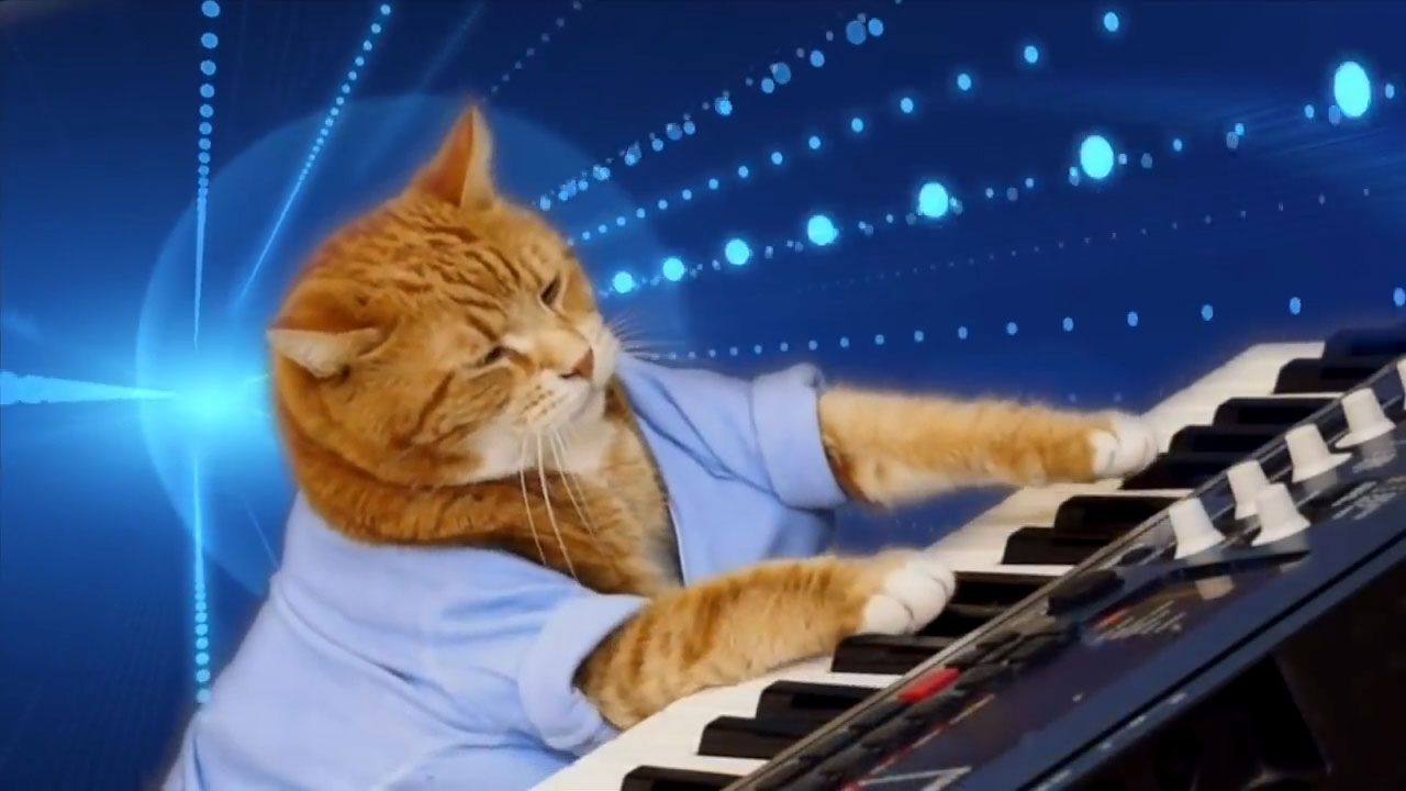 Meme Cat Playing Piano - HD Wallpaper 