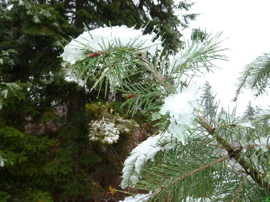 Western Yellow Pine - HD Wallpaper 