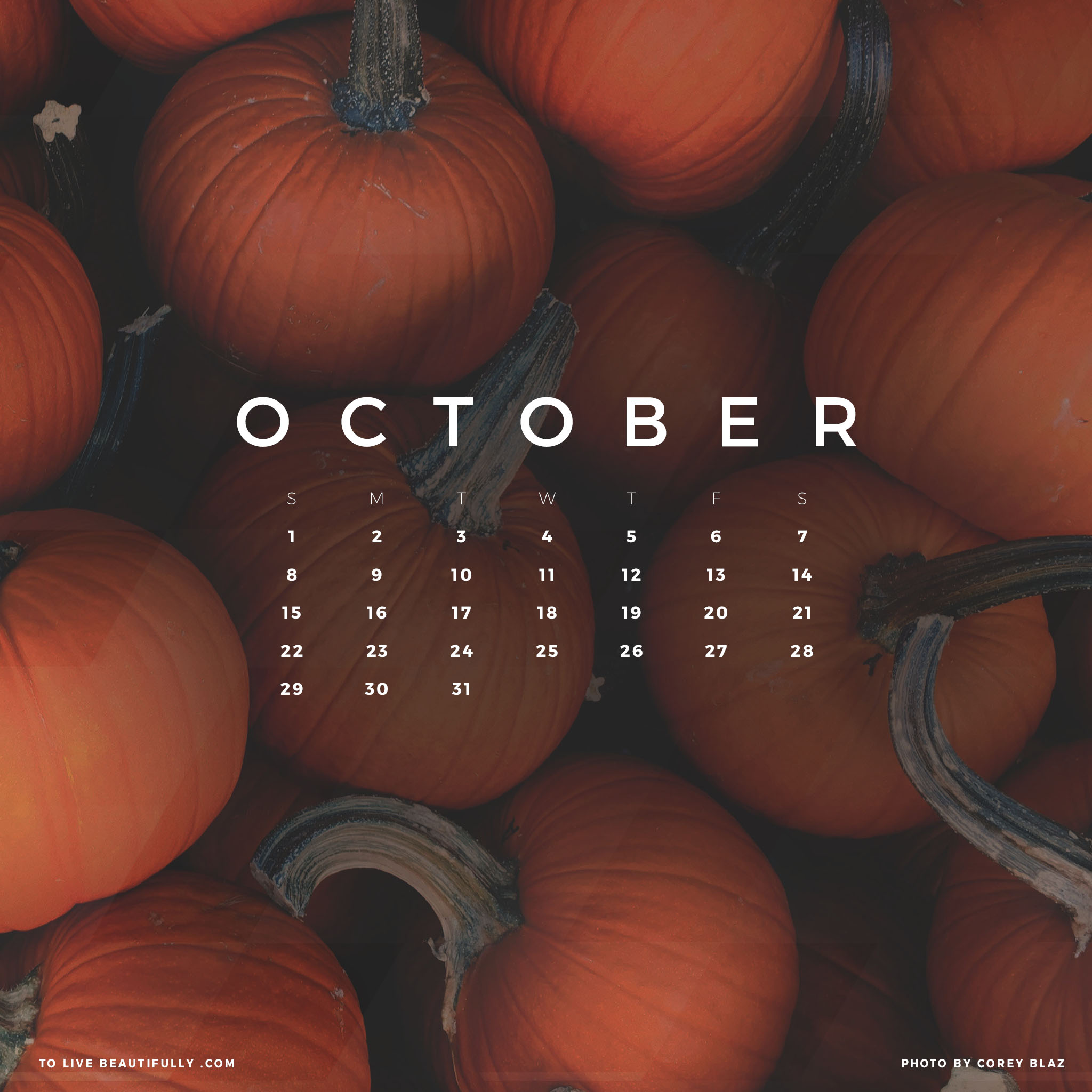 Pumpkin - HD Wallpaper 