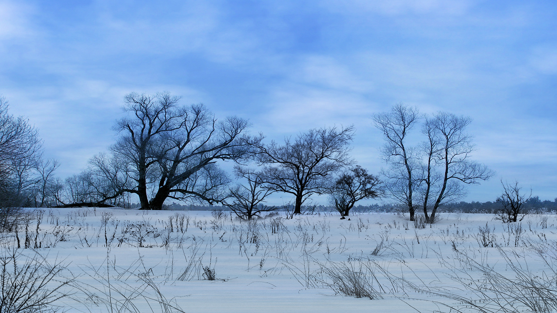 Logonstudio Screensavers Explore Trees Winter Wallpapers - Wallpaper - HD Wallpaper 