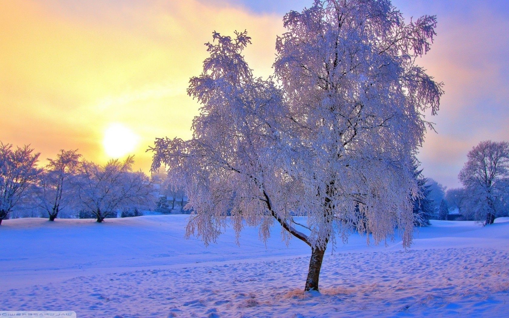 Winter Tree Snow Dawn Season Landscape Wood Frost Cold - Tree - HD Wallpaper 