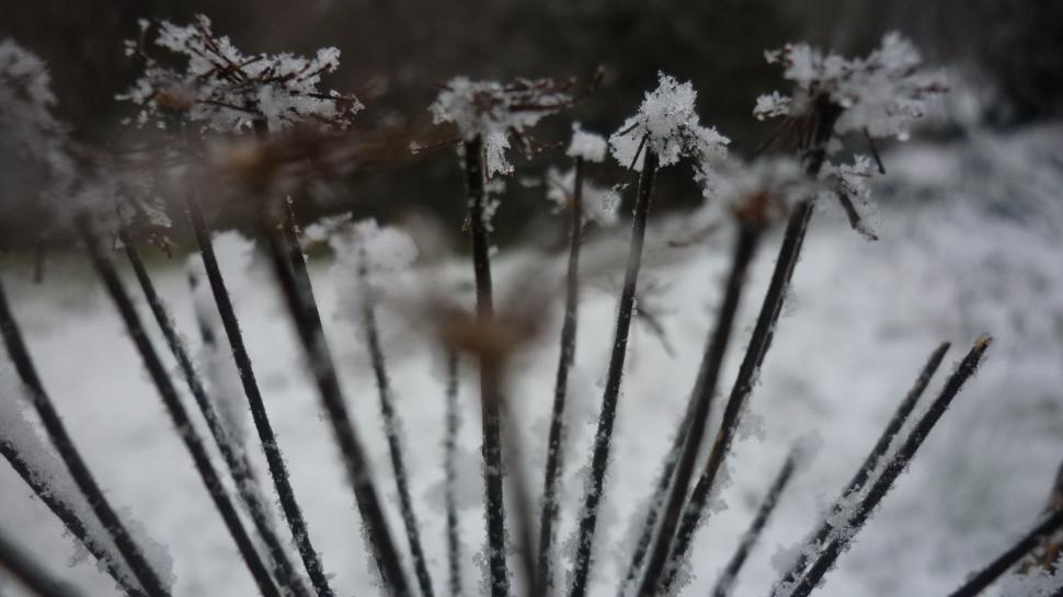 Macro Frost Ice Winter Hd Wallpaper,nature Hd Wallpaper,macro - Wallpaper - HD Wallpaper 