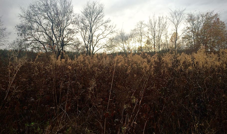 Russia, Tolmachyovo, Autum, Plant, Sky, Land, Tranquility, - HD Wallpaper 