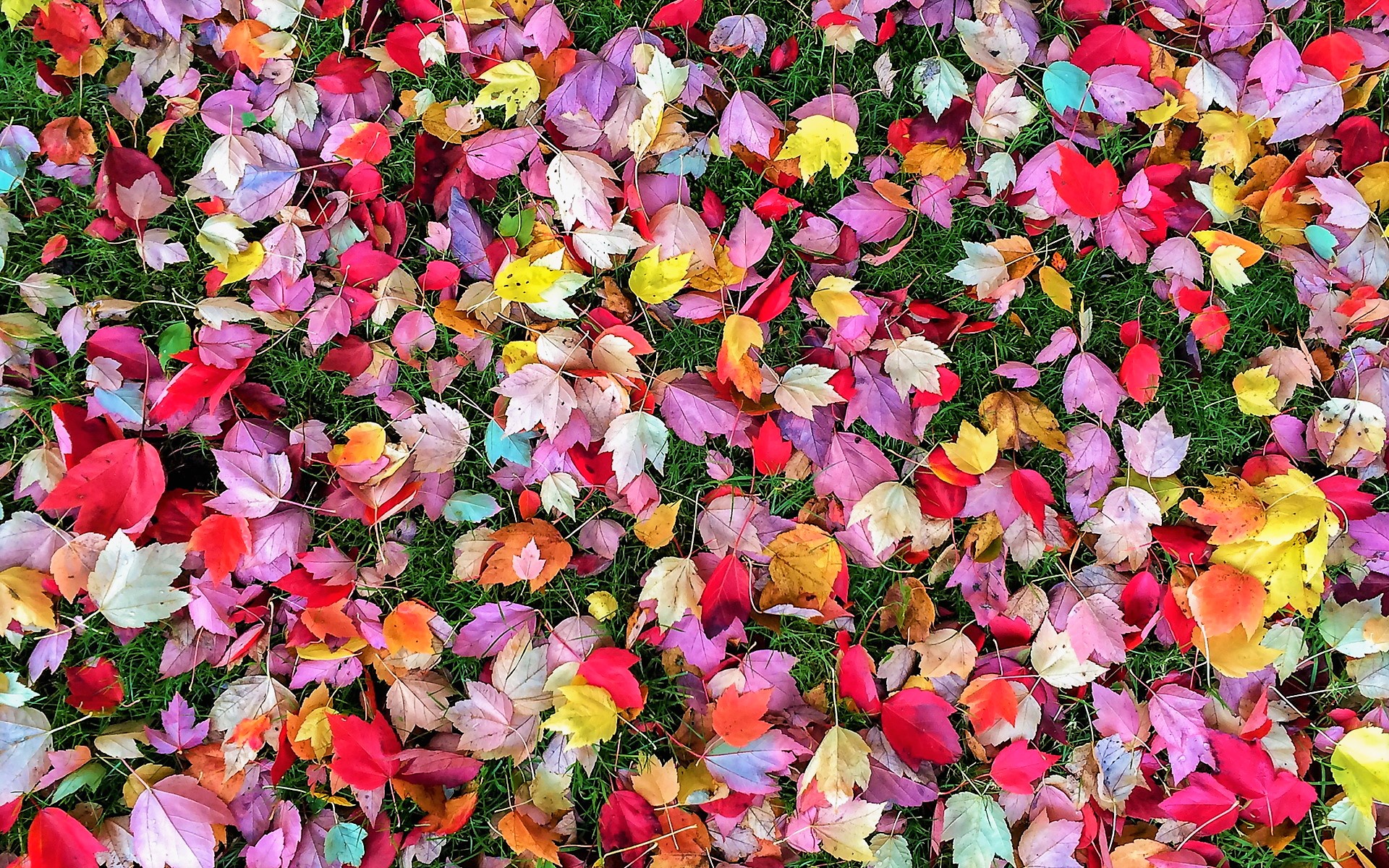 Colorful Fall Leaves Hd - HD Wallpaper 