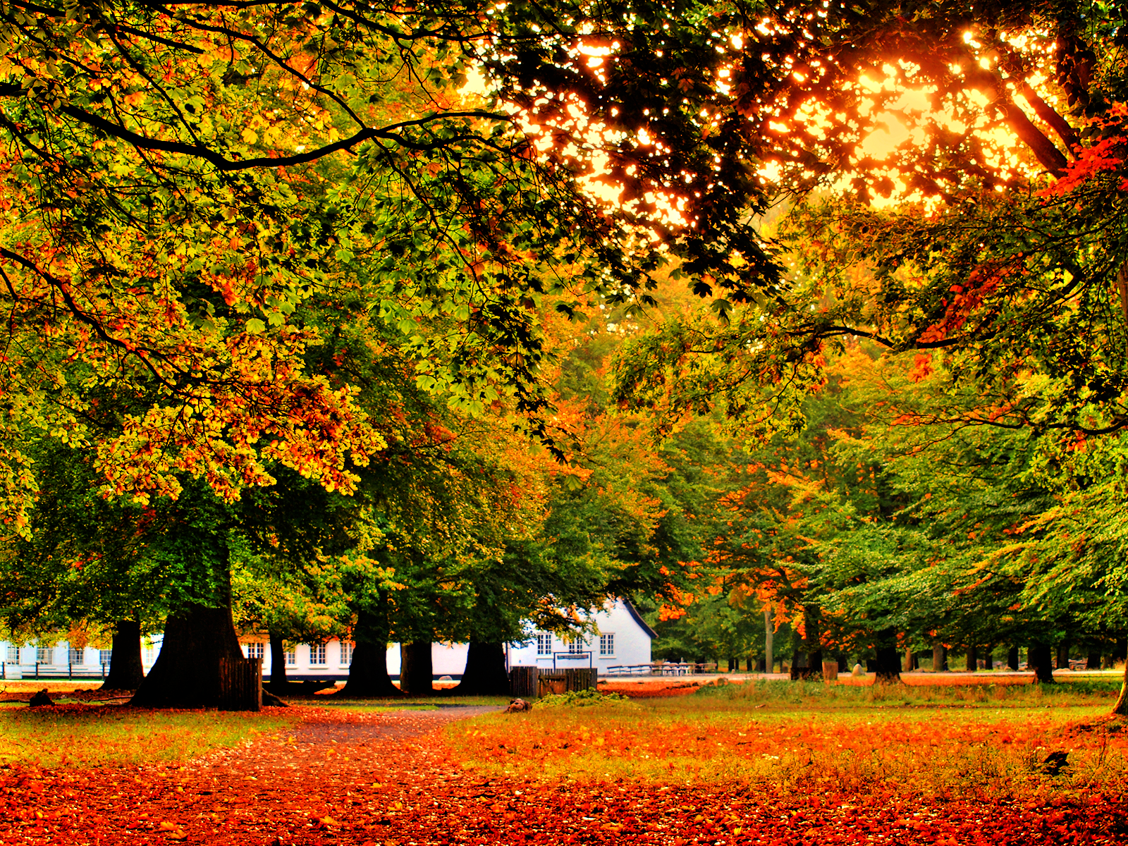 Old Autumn - HD Wallpaper 