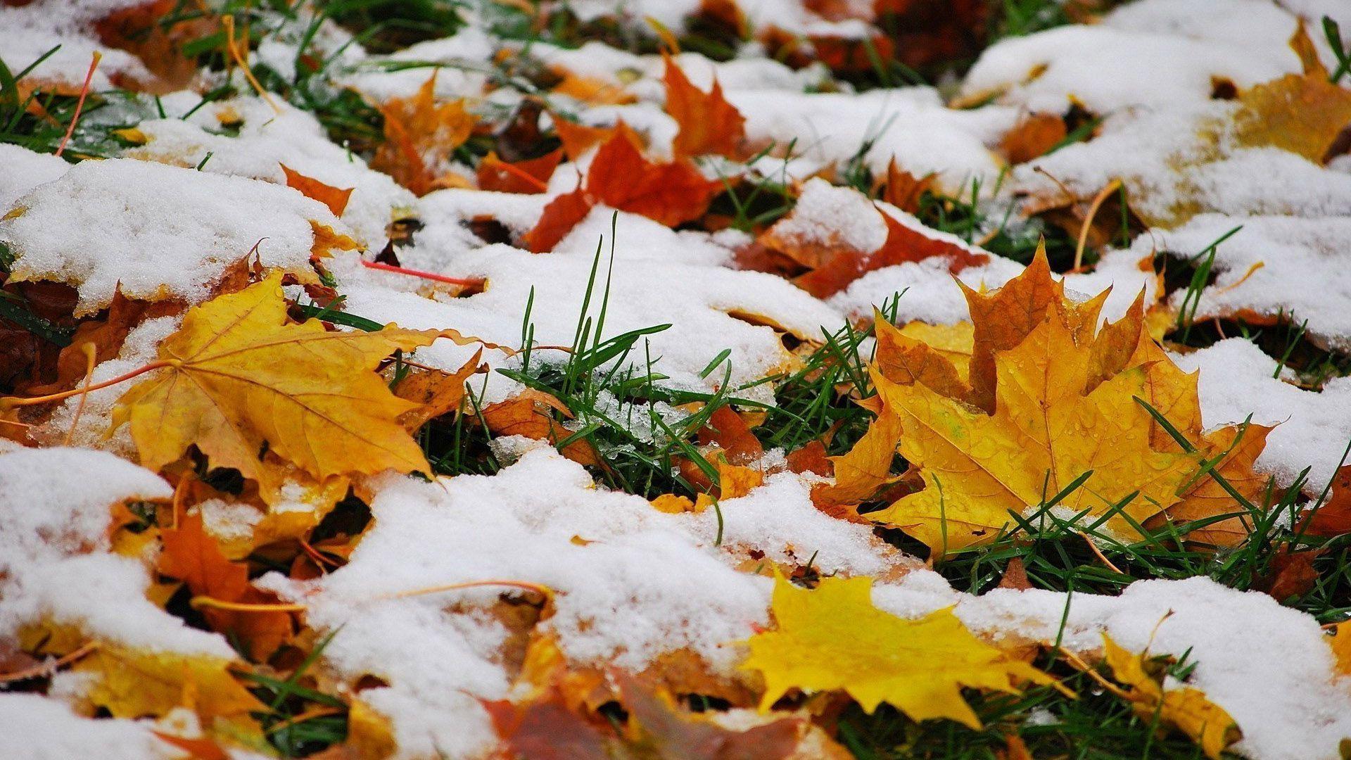 Hd Snow On The Autumn Leaves Wallpaper - HD Wallpaper 