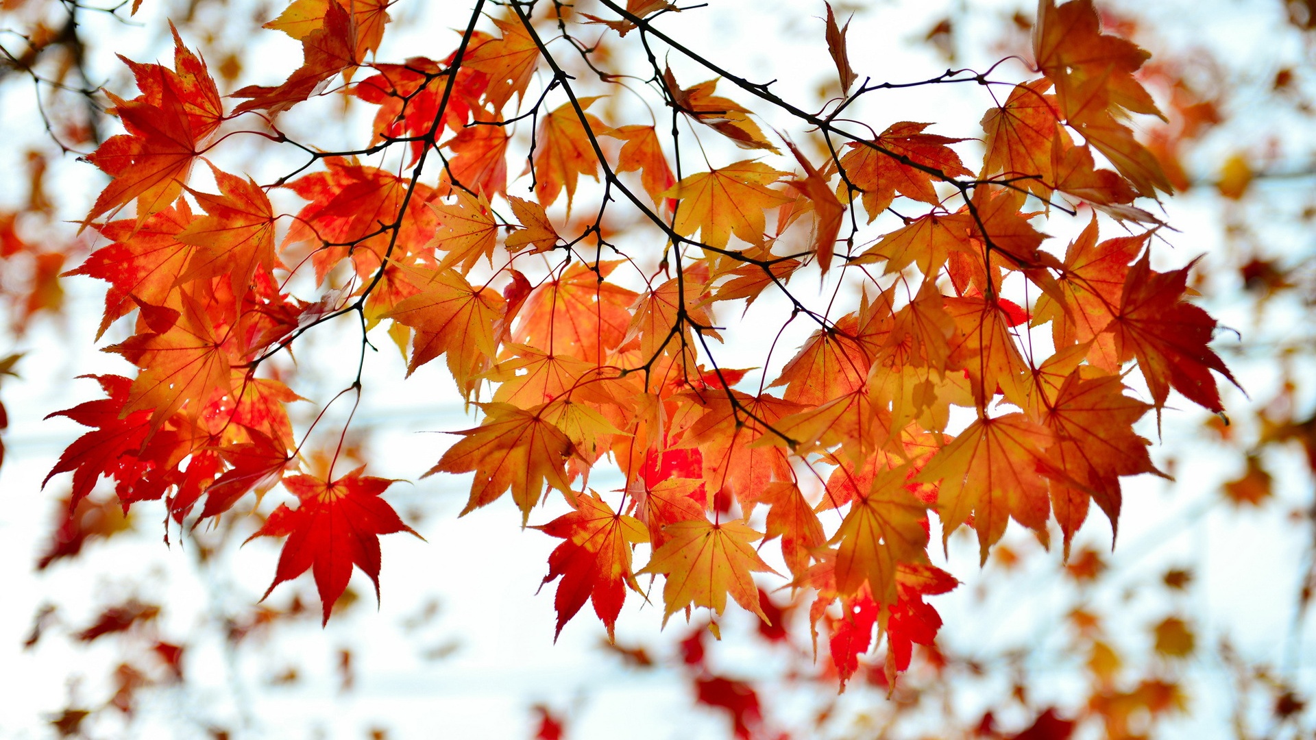 Branch Of Fall Leaves - HD Wallpaper 