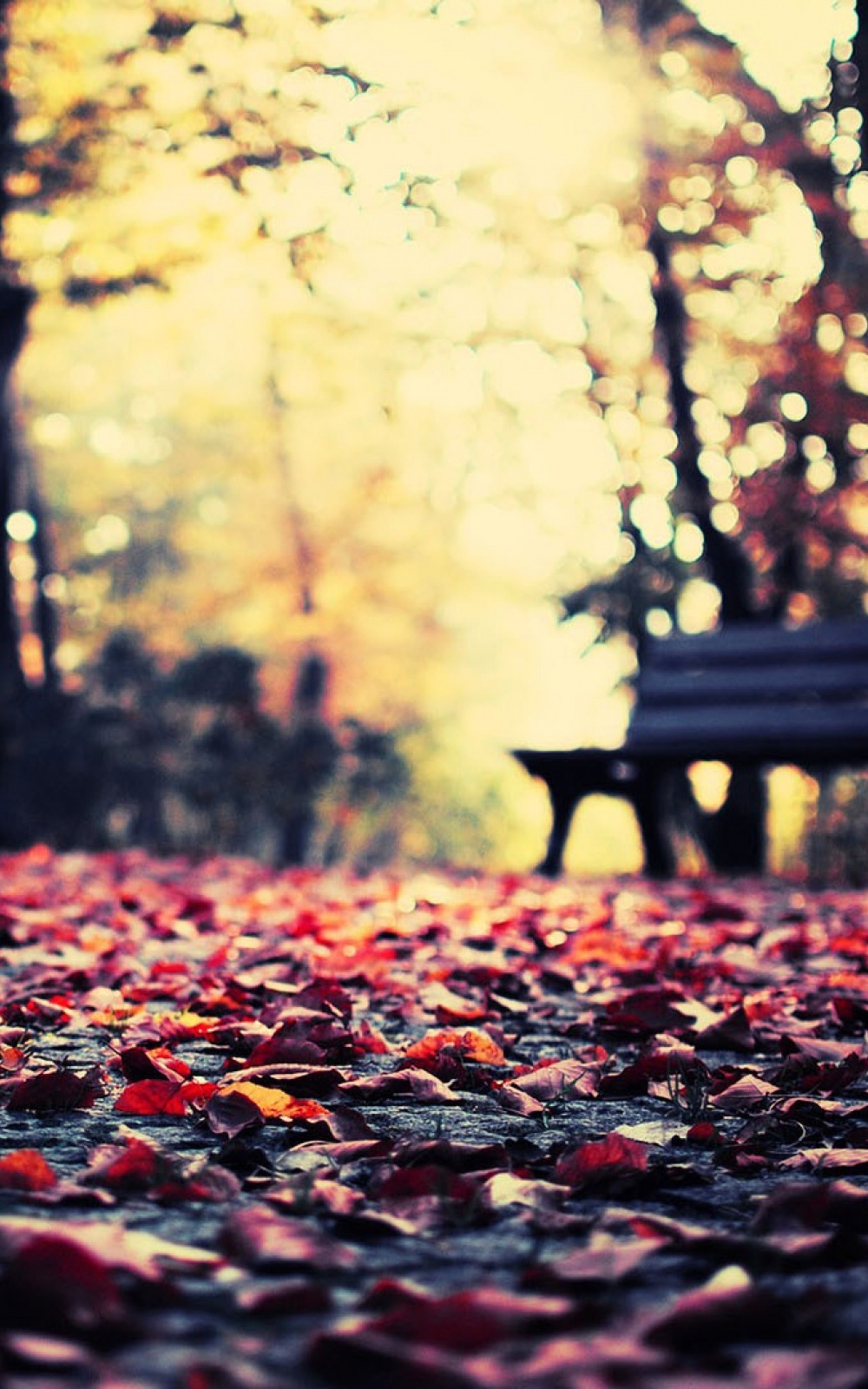 Autumn Wallpaper For Android - HD Wallpaper 