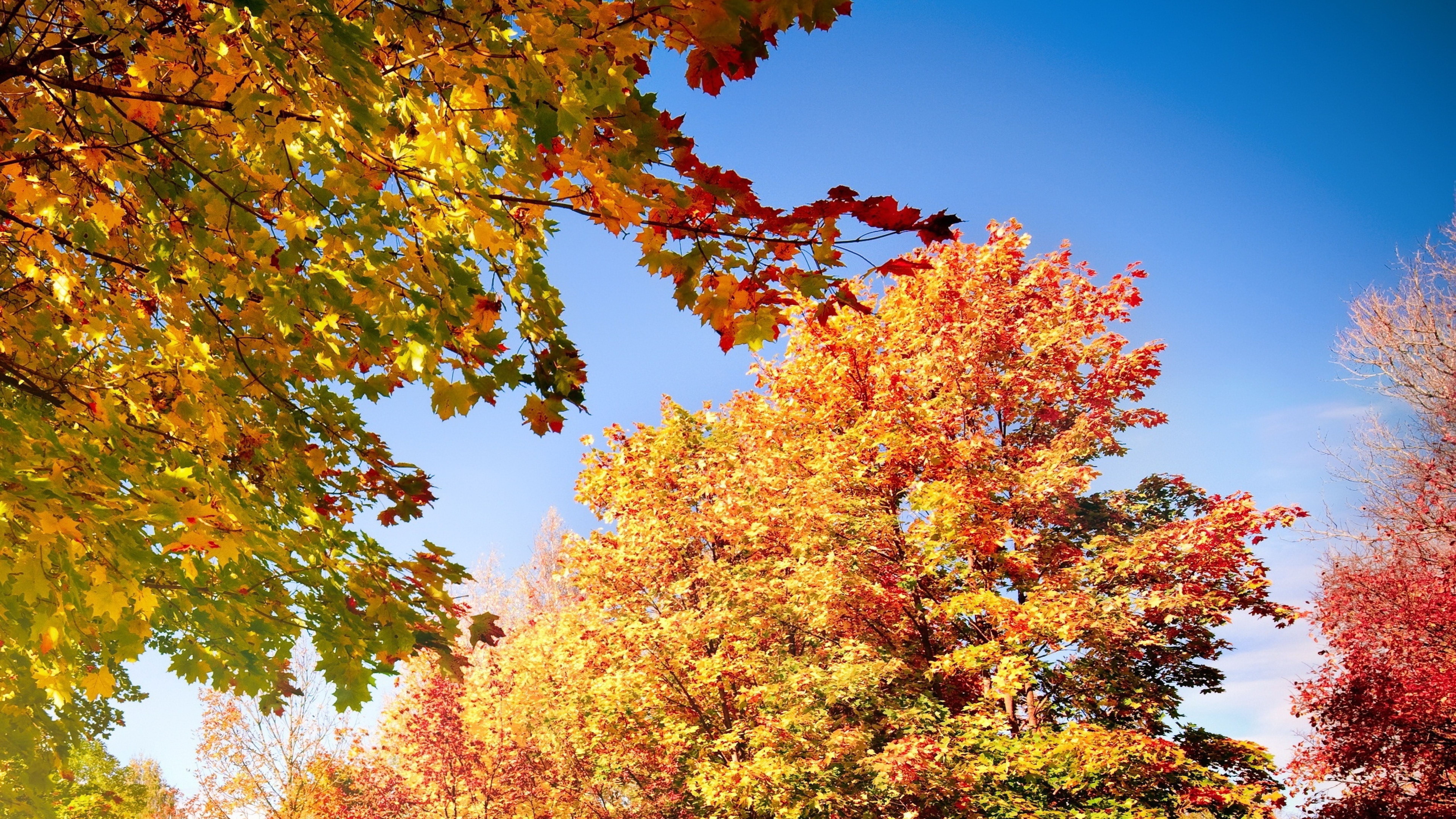 Autumn Leaves Wallpaper Hd - HD Wallpaper 
