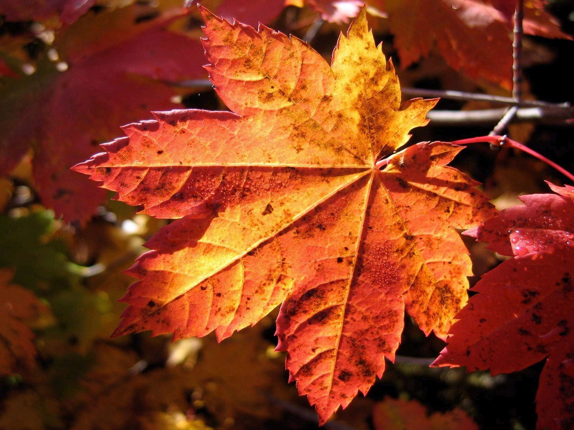 Wallpaper Autum - HD Wallpaper 