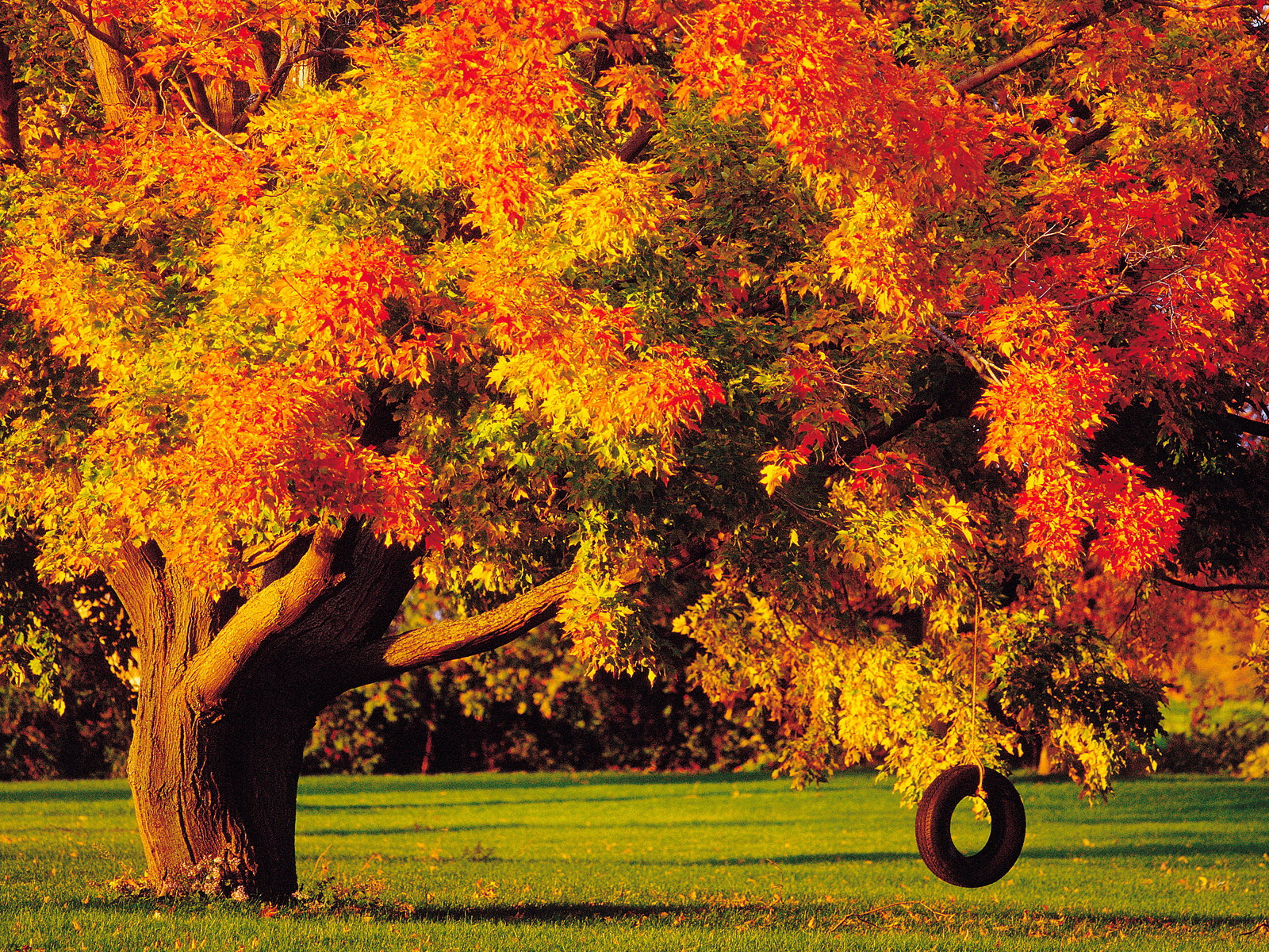 Big Tree Autumn - HD Wallpaper 