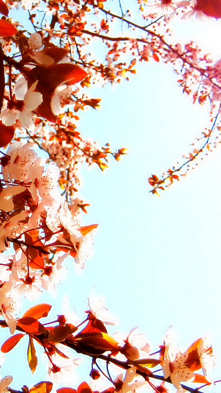 Cherry Blossoms Wallpaper Ipad 750x1334 Wallpaper teahub.io