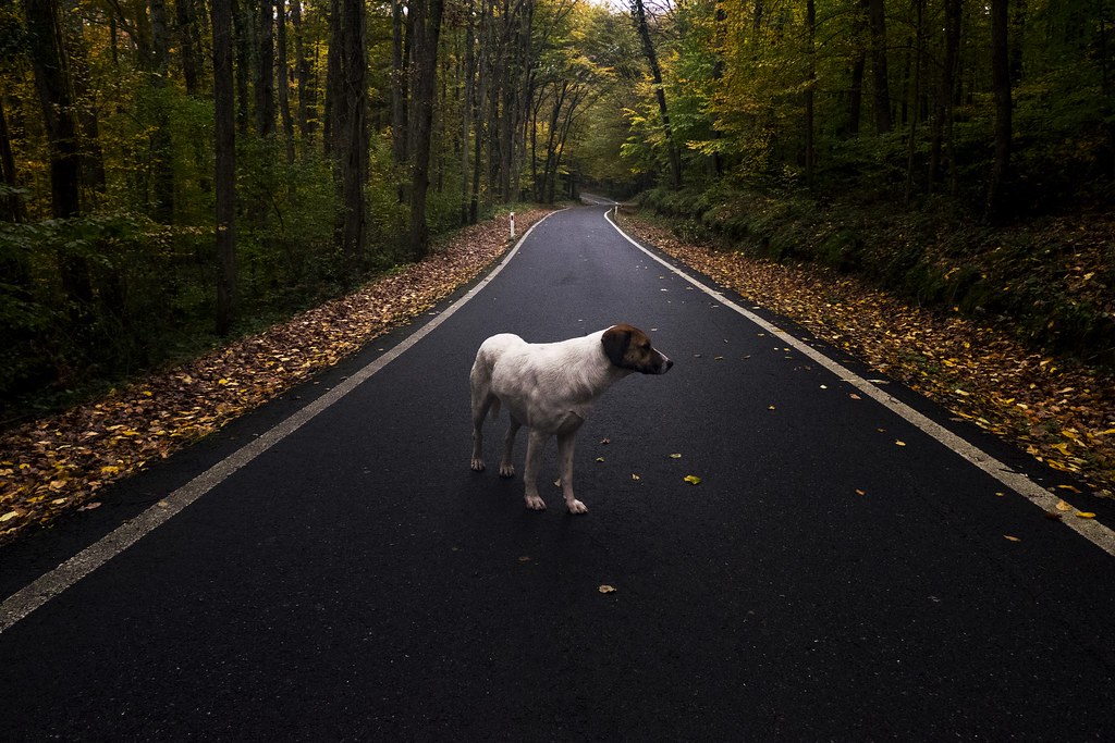 Companion Dog - HD Wallpaper 