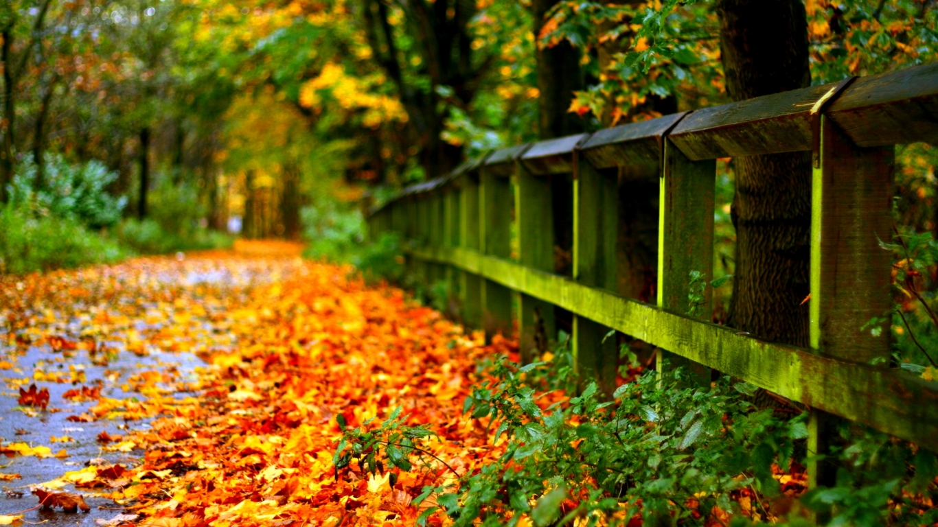 Wallpaper Autum - HD Wallpaper 