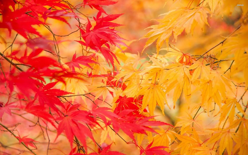 Autumn Leaves Wallpaper,photography Hd Wallpaper,2560x1600 - HD Wallpaper 
