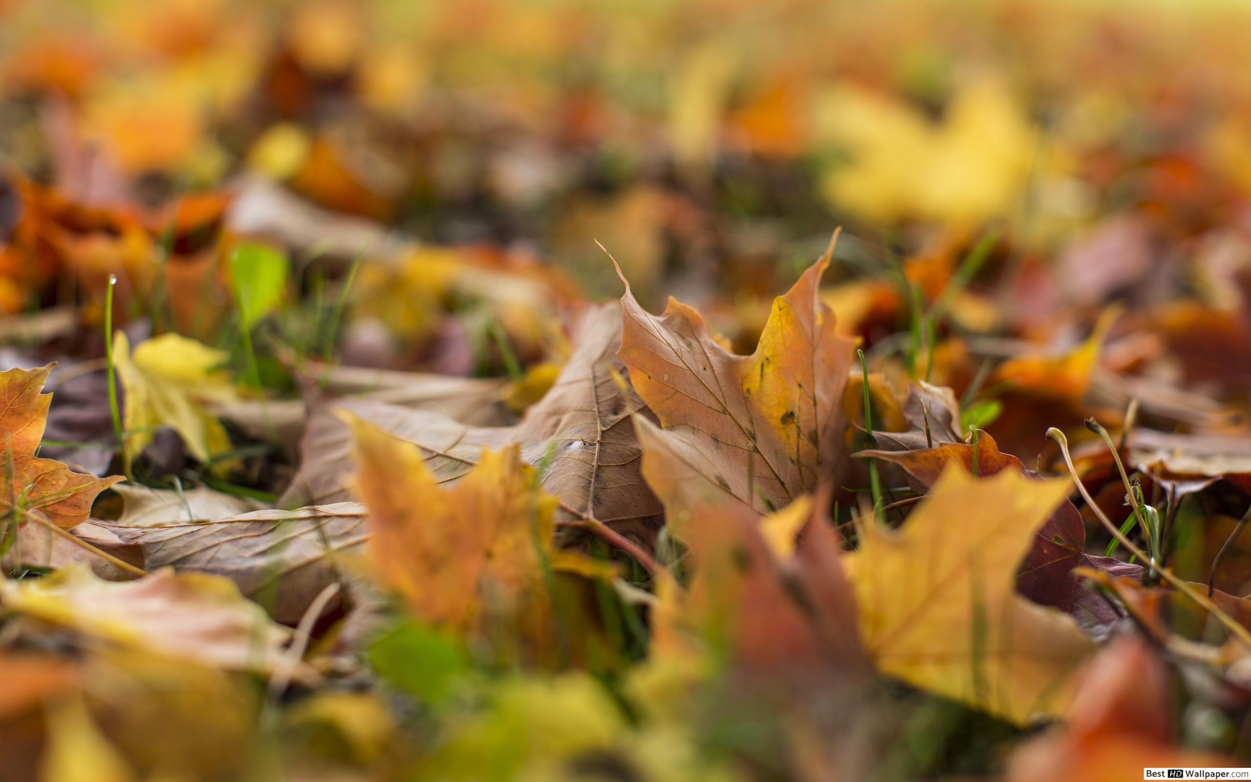 Happy Friday Fall Quotes - HD Wallpaper 