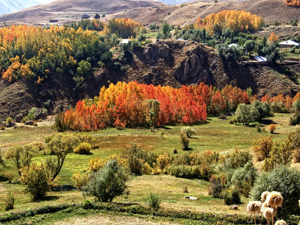 Larch - HD Wallpaper 