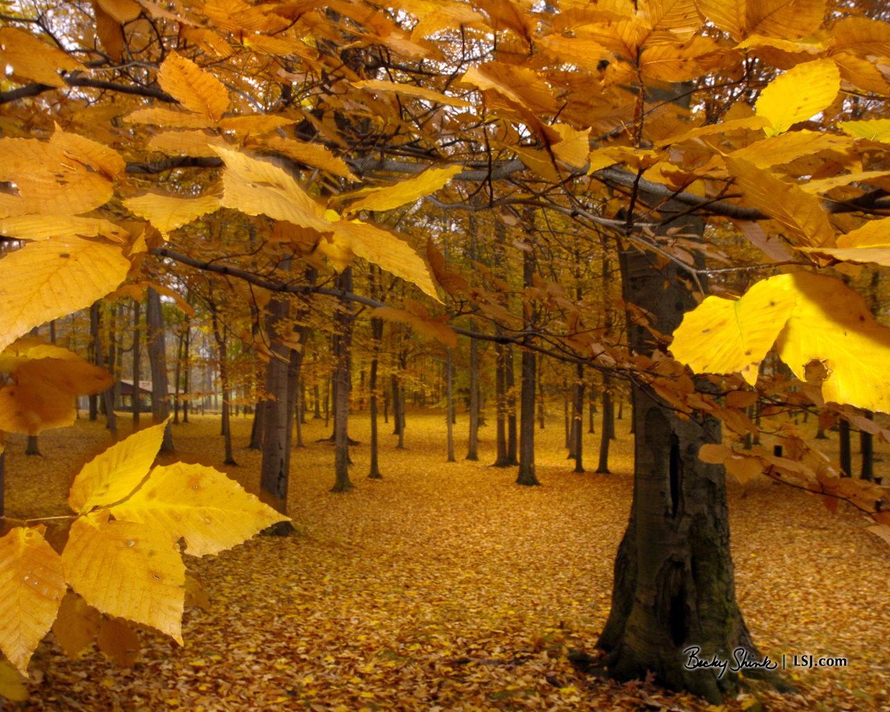 Yellow Leaves - Yellow Leaves Fall - HD Wallpaper 