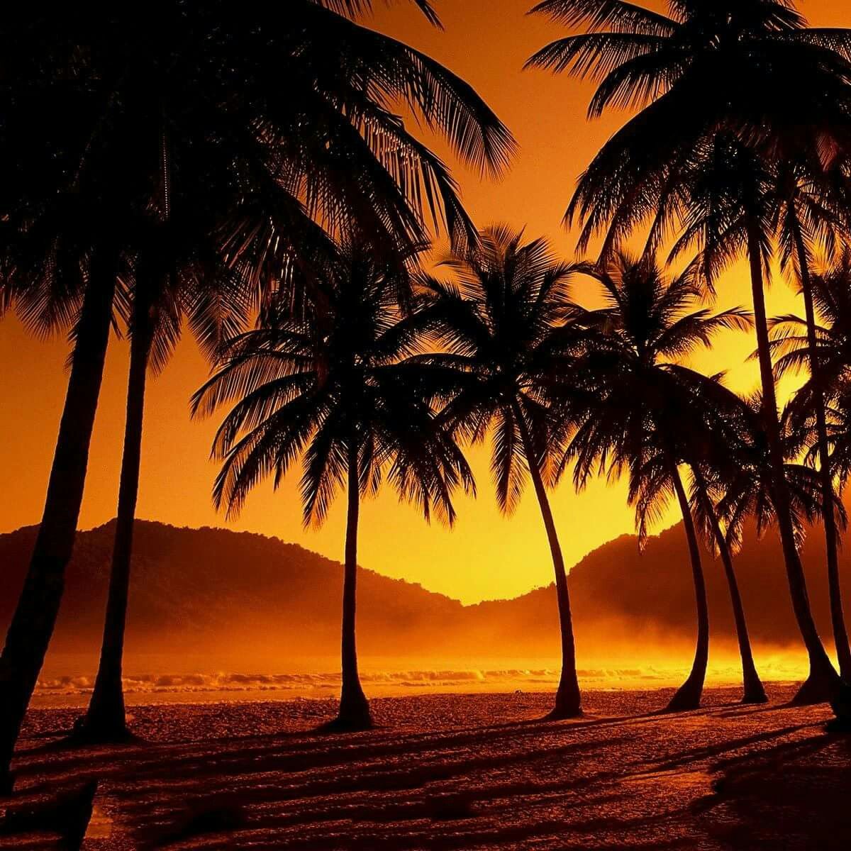 Escaping To Paradise Cover 1200x1200 Wallpaper teahub.io