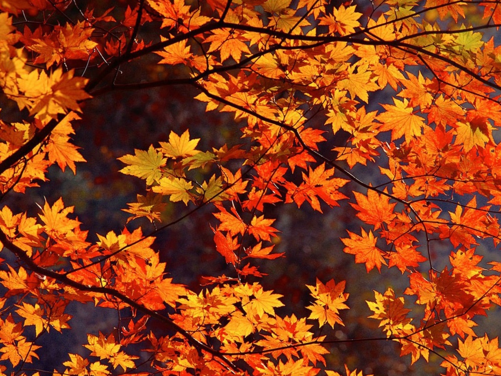 Richmond Park Autumn - HD Wallpaper 