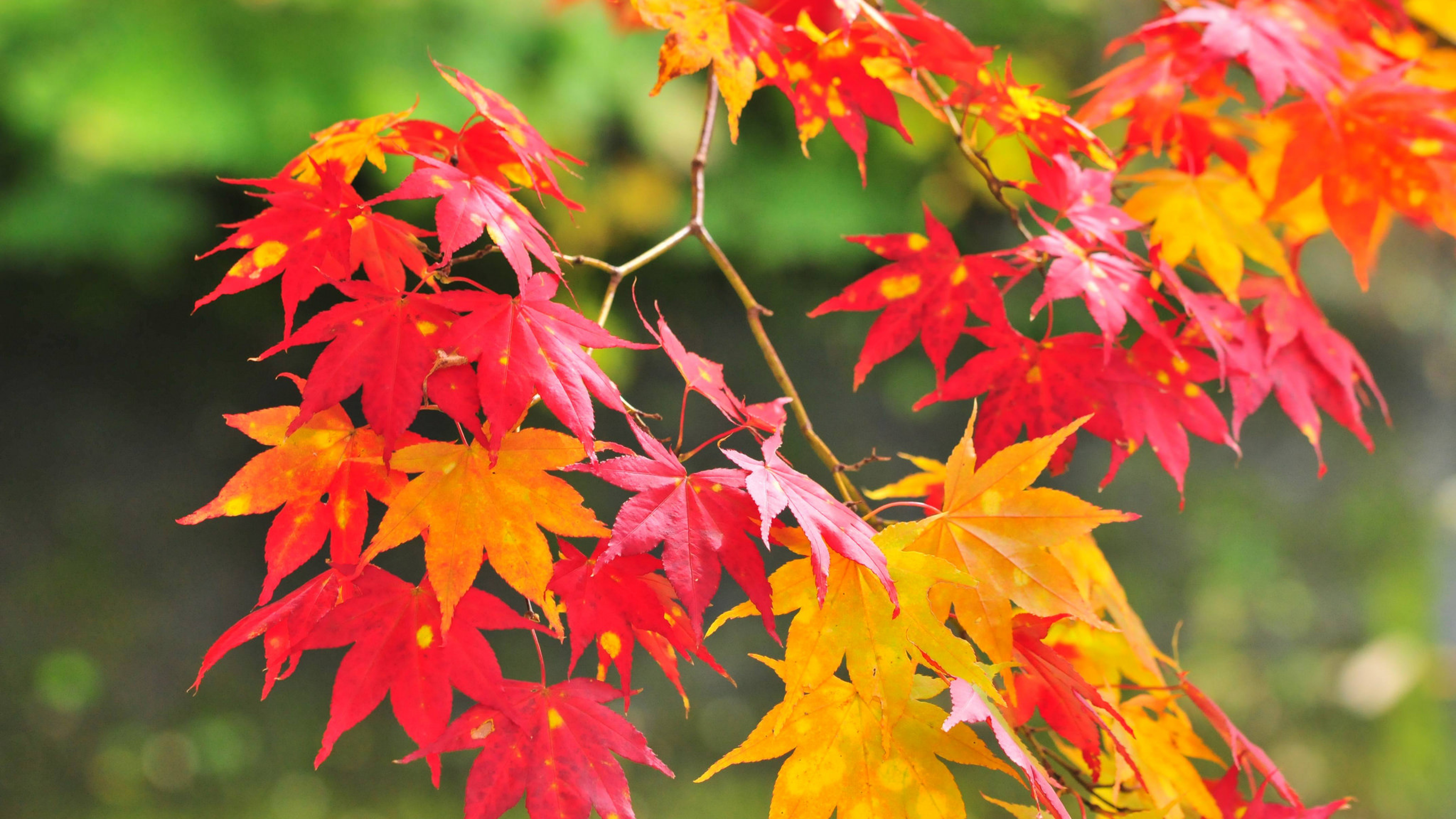Autumn Leaves Wallpaper Hd - HD Wallpaper 