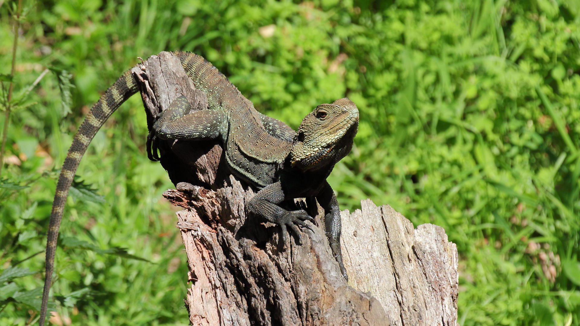 Water Dragon Wallpaper - HD Wallpaper 