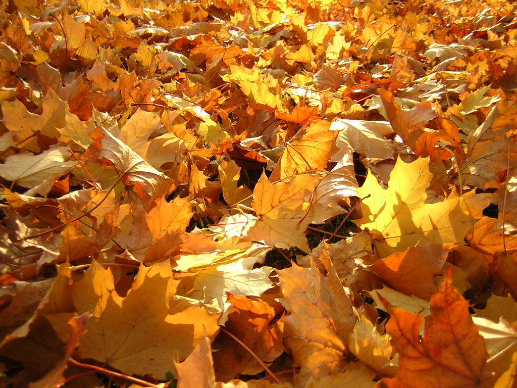 Super Autumn Leaves - Autumn Leaves - HD Wallpaper 