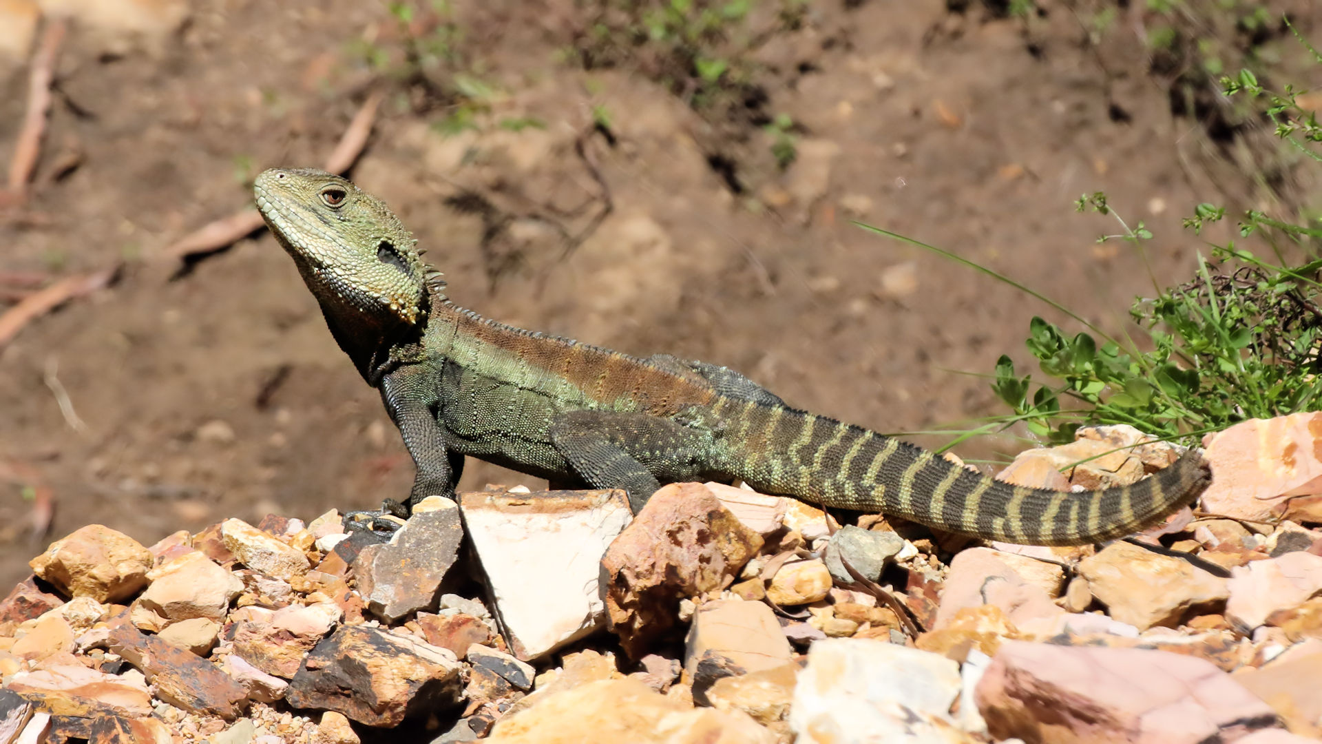 Water Dragon Wallpaper - HD Wallpaper 